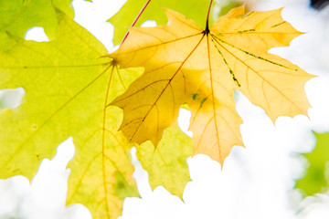 leaves against the sky