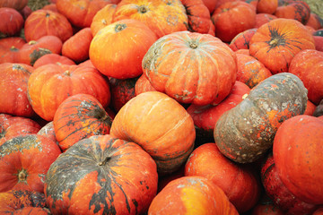 Pumpkin on the farm market. Natural local products on the farm market. Harvest.