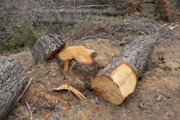 Un arbre coupé © bela13