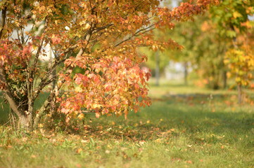 Green meadow with small bush in autumn forest