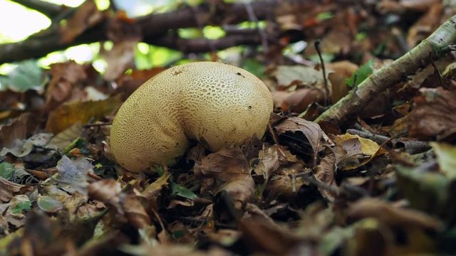 Common Earthball,  Scleroderma citrinum 
