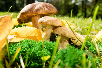 Cep Mushroom growing in Autumn Forest. Mushroom Boletus. Mushrooming in woods. Mushroom picking concept