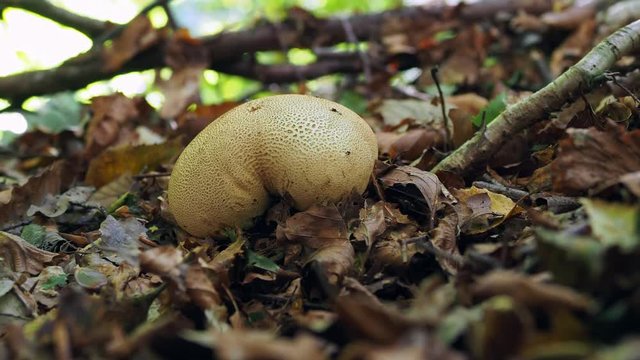 Common Earthball,  Scleroderma citrinum 