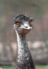 Closeup of an emu