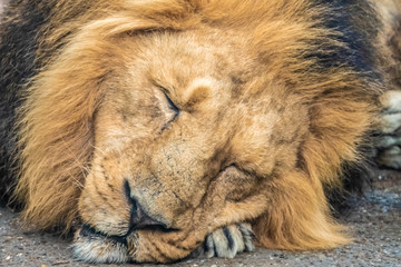 Closeup of a lion taking a nap