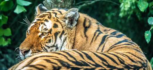Bengal tiger closeup, (Panthera tigris tigris) native to the Indian subcontinent
