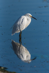 Compressed white Egret and his reflection looking into water for fish along the shore of estuary during morning hunt.