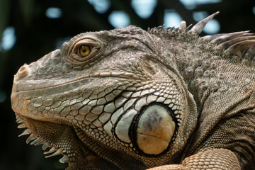 Iguana, native to tropical areas of Mexico, Central America, South America, and the Caribbean.