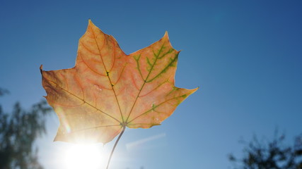 jesień liść niebo 