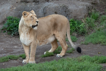 Lioness approaching a water hole