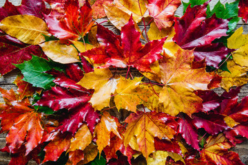 Naklejka na ściany i meble red yellow autumn leaves on the ground