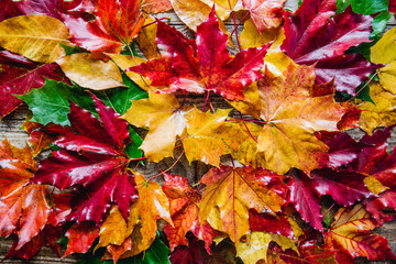 red yellow autumn leaves on the ground