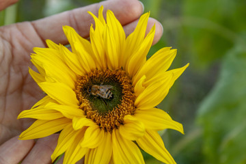 Biene bei der Nahrungsaufnahme in einer Sonnenblume