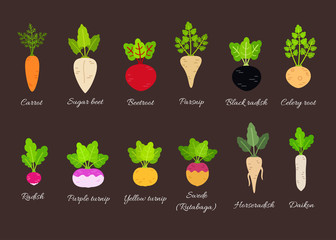Vector set of different root vegetables - obrazy, fototapety, plakaty