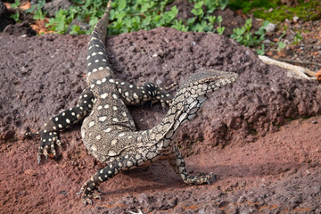 Monitor lizards, large lizards in the genus Varanus, native to Africa, Asia and Oceania