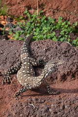 Monitor lizards, large lizards in the genus Varanus, native to Africa, Asia and Oceania