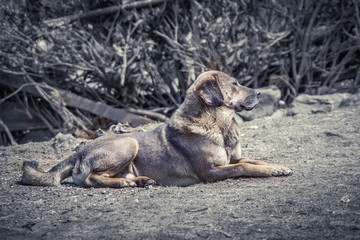 Fototapeta premium Close up view of one grey dog laying down on the cold gray ground. Looking sad. Cold day in Nepal.