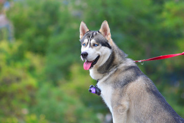 Portrait of a beautiful husky dog with blue eyes