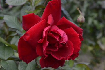 Roses of different colors on a Sunny summer day
