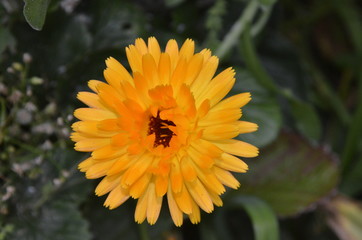 Bright orange flower of calendula on green background