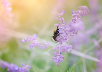 Bumblebee collecting pollen on purple flower blurred background