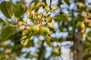 Fresh green apples on Apple tree