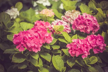 Pink Hydrangea flower Hydrangea macrophylla blooming in summer in a garden