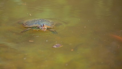 Green turtle floating on the lake. Head out of water