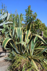 Agave asparagaceae