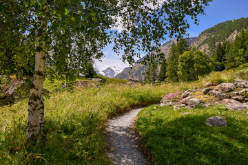 Sentiero all'ombra di una betulla in un prato verde con montagne e cime innevate sullo sfondo, Valle d'Aosta, Alpi Italiane