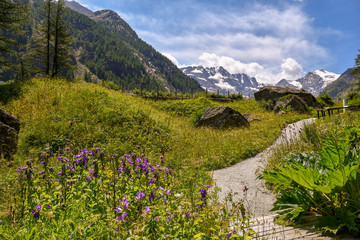 Sentiero di montagna tra piante e fiori con cime innevate e cielo con nubi in estate, Valle d'Aosta, Alpi Italiane