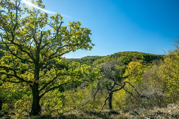 Colorful autumn hilly landscape, green trees and bushes on top of the hill, dry grass, stony ground, bright day, white ray of sunshine, clear blue sky, view into the valley, copy space