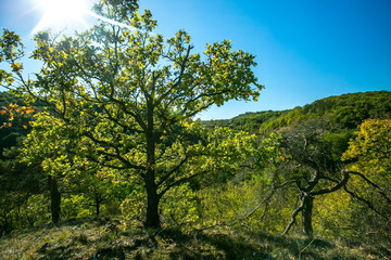 Colorful autumn hilly landscape, green trees and bushes on top of the hill, dry grass, stony ground, bright day, white ray of sunshine through top of a tree, clear blue sky, view into the valley 