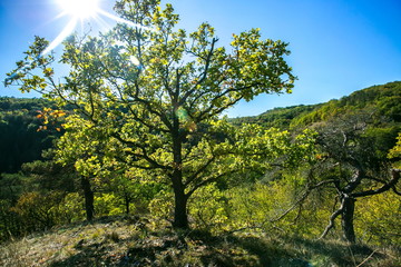 Colorful autumn hilly landscape, green trees and bushes on top of the hill, dry grass, stony ground, bright day, white ray of sunshine through top of a tree, clear blue sky, view into the valley 