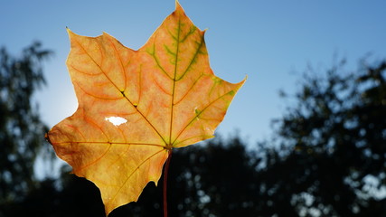 Fototapeta na wymiar liść jesień niebo tło
