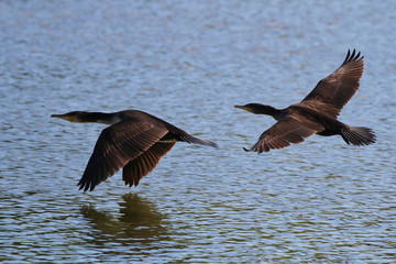 Common Cormorants in flight