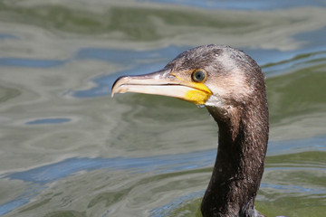 Common Cormorant in water