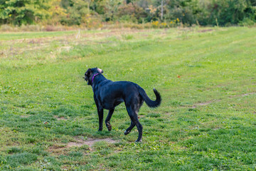 Dogs Running Around Yard on Grass and Rocks