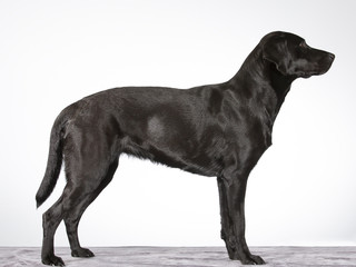 Dog profile from the side isolated on white. Labrador dog portrait, sideways. Image taken in a...