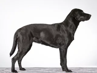 Photo sur Aluminium Chien Profil de chien du côté isolé sur blanc. Portrait de chien Labrador, sur le côté. Image prise en studio.