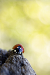 Ladybug - Coccinella septempunctata is a beneficial red little beetle.