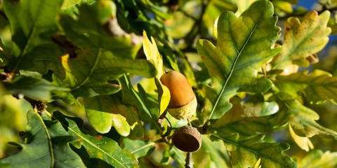 Obraz premium Acorn and leaves of oak, spring and autumn background.