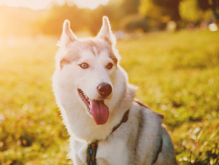 Funny husky at the park on a blurred background