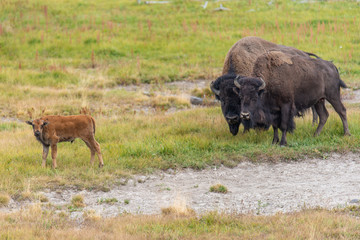 Bison of Yellowstone