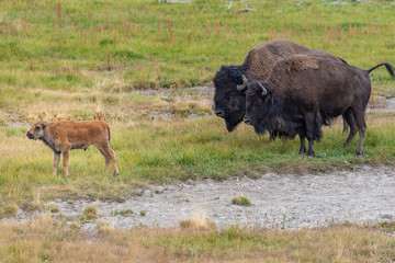 Bison of Yellowstone