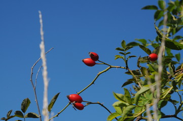 sweet rose eglantine and blue sky