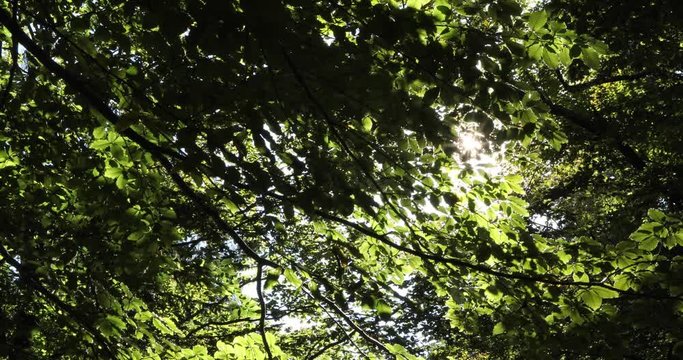 Sunlight rays through beech leaves in the windy forest.