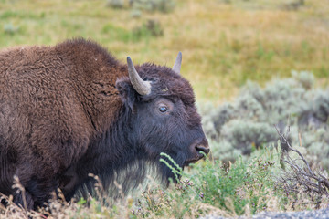 Bison of Yellowstone