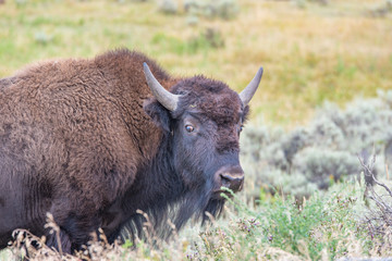 Bison of Yellowstone