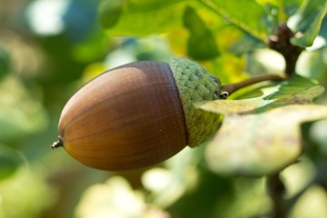 Acorn and leaves of oak, spring and autumn background.